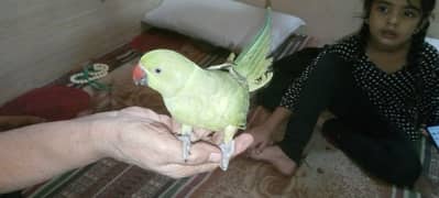 ringneck parrot for sale 6 months ka hai Bolta bhi hai