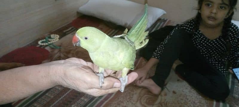 ringneck parrot for sale 6 months ka hai Bolta bhi hai 0