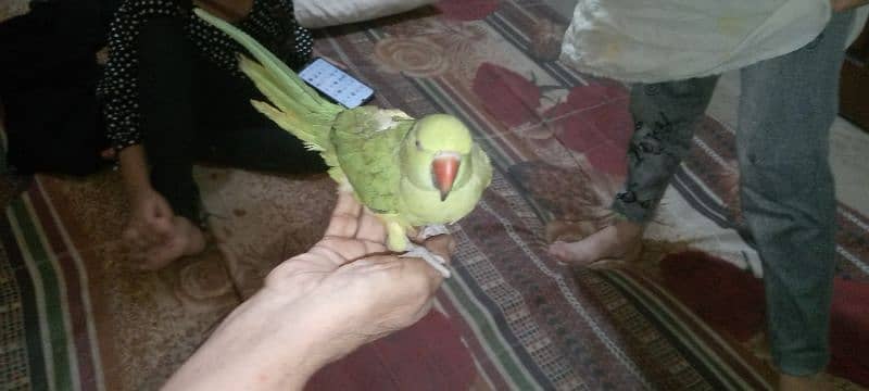 ringneck parrot for sale 6 months ka hai Bolta bhi hai 1