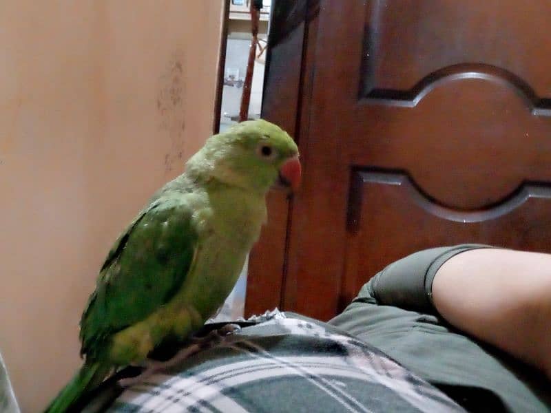 ringneck parrot for sale 6 months ka hai Bolta bhi hai 2