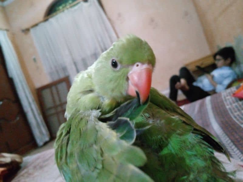 ringneck parrot for sale 6 months ka hai Bolta bhi hai 3