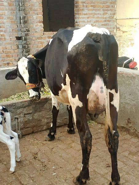 cow for sale 6 dant sath wachi 0