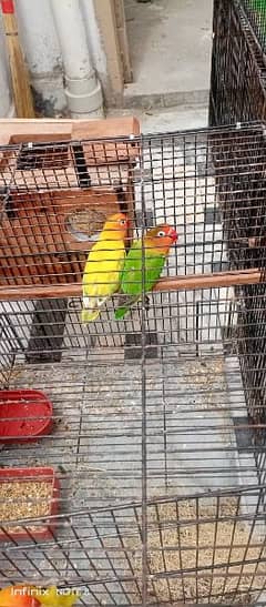 yellow and green full breeding pair Full ready for breeds