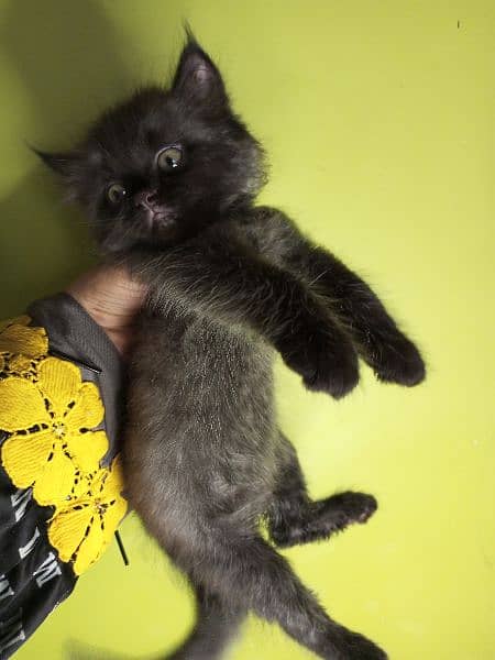 kittens for sale 4