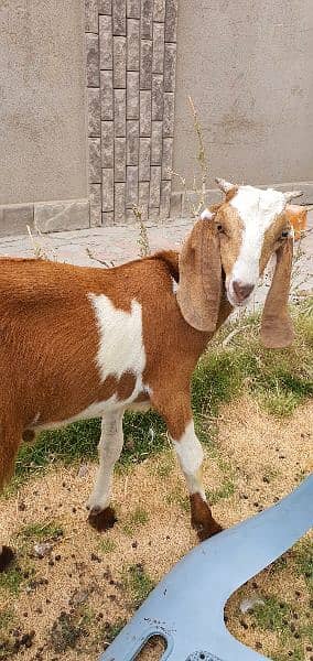 Bakra For Sale 1