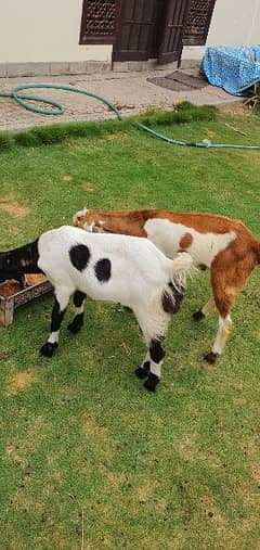 Bakra For Sale