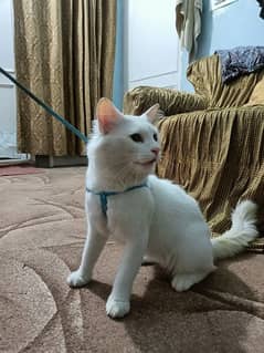 Persian male for sale