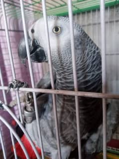 African gray parrot df cobalt ringneck