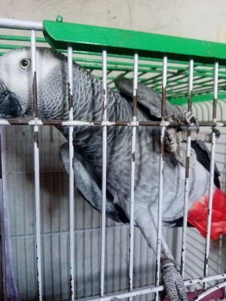 African gray parrot df cobalt ringneck 1