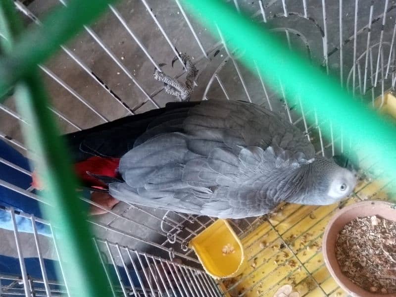 African gray parrot df cobalt ringneck 2