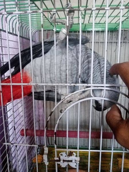 African gray parrot df cobalt ringneck 3