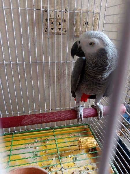 African gray parrot df cobalt ringneck 4