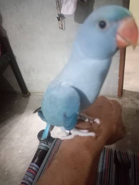 African gray parrot df cobalt ringneck 6