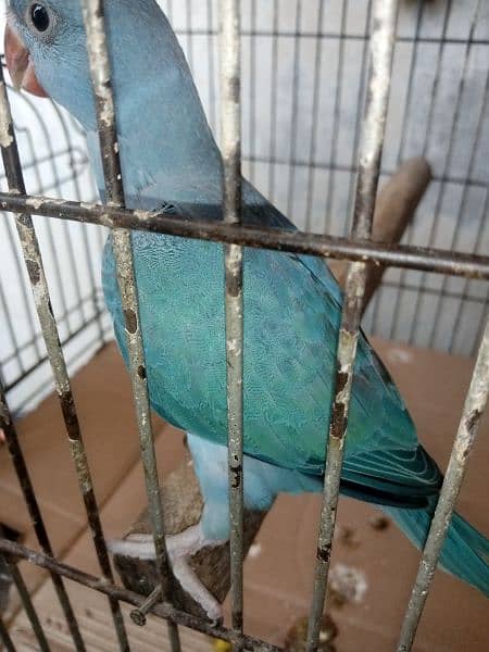 African gray parrot df cobalt ringneck 8