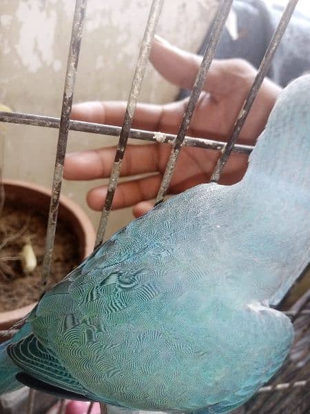 African gray parrot df cobalt ringneck 9