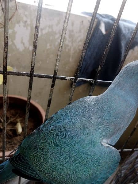 African gray parrot df cobalt ringneck 10