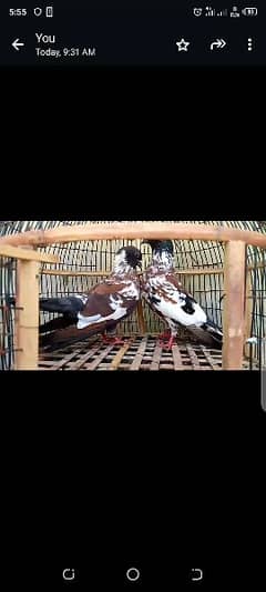 pashori and khaal pigeon for sale 0