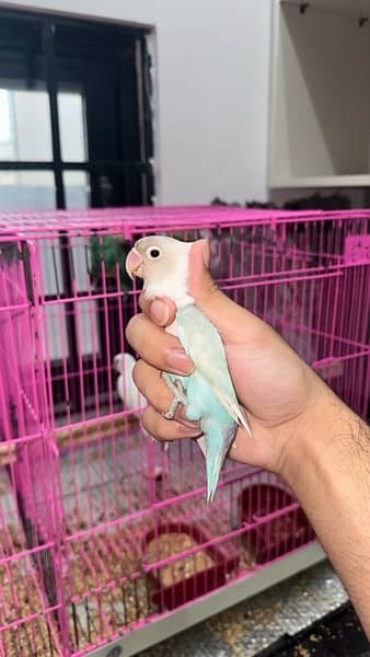 extreme quality and jumbo size love birds 4