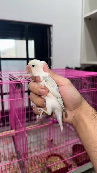 extreme quality and jumbo size love birds 5