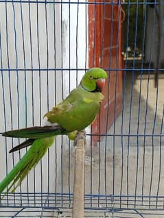 green talking parrot