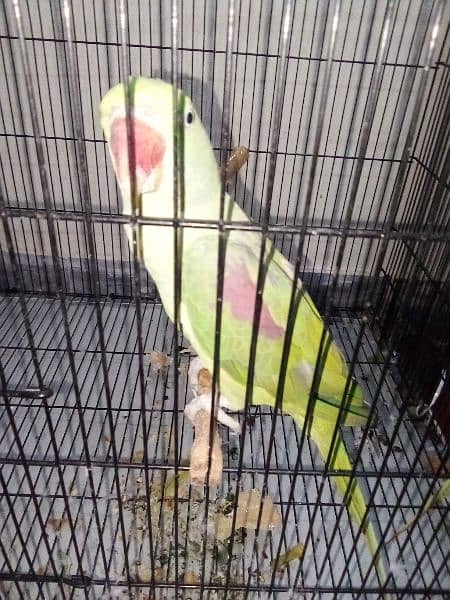 raw parrot 3