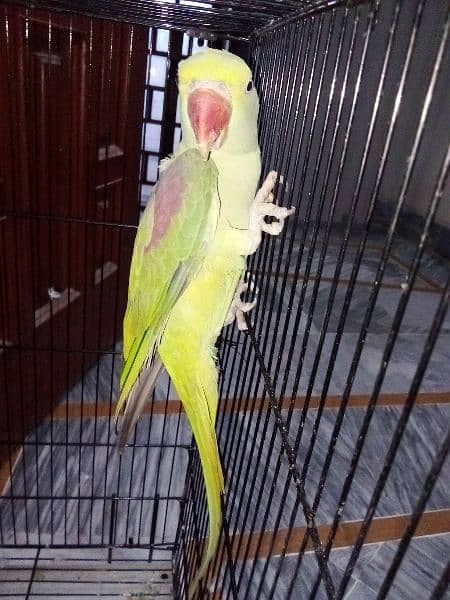 raw parrot 15