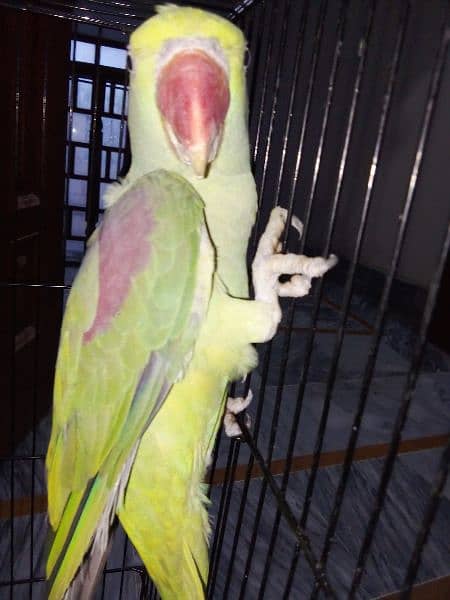 raw parrot 18