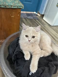 Persian cat pair 4 months old