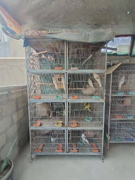 Breeding Setup For Sale 1