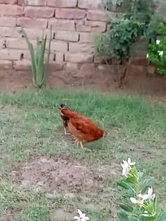 Golden misri chicks for sale age 34 n days plus cell No 03027466629