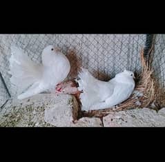 breedr Laka pair white anday deay huy 03324997411 0