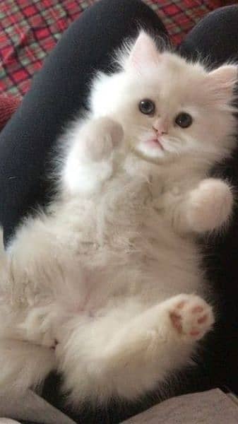 Persian kittens | Kittens pair | Calico kittens | Cute kittens 7