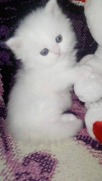 Persian kittens | Kittens pair | Calico kittens | Cute kittens 11