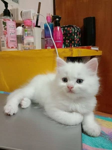Persian kittens | Kittens pair | Calico kittens | Cute kittens 12