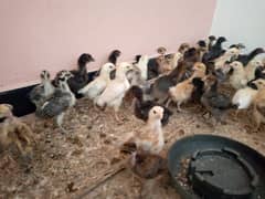 24 days old Golden Misri vaccinated chicks,desi chicks