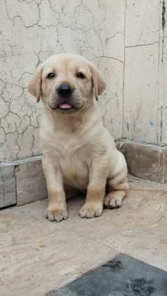 Labrador puppys for sale 03221755833