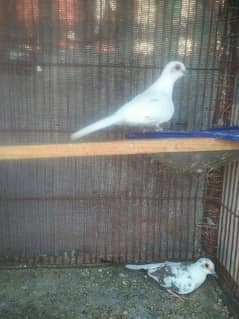dove for sell