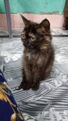 Persian cats fawn colour 0