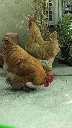 Golden Buff Rooster || Desi murga || Urgent Sale ! Big Size