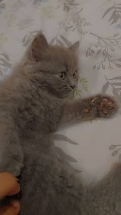 lMale Persian Kittenl 50 days age