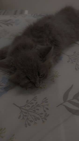lMale Persian Kittenl 50 days age 2