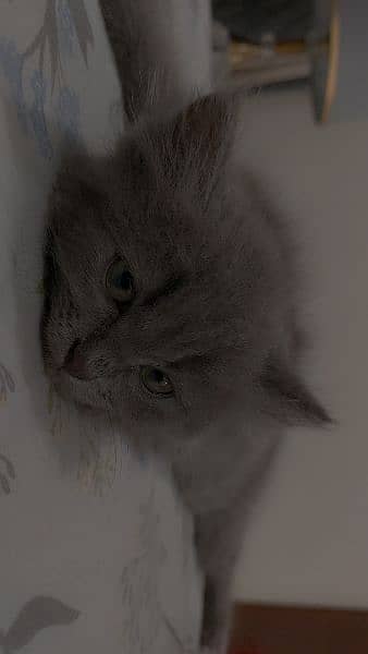 lMale Persian Kittenl 50 days age 3