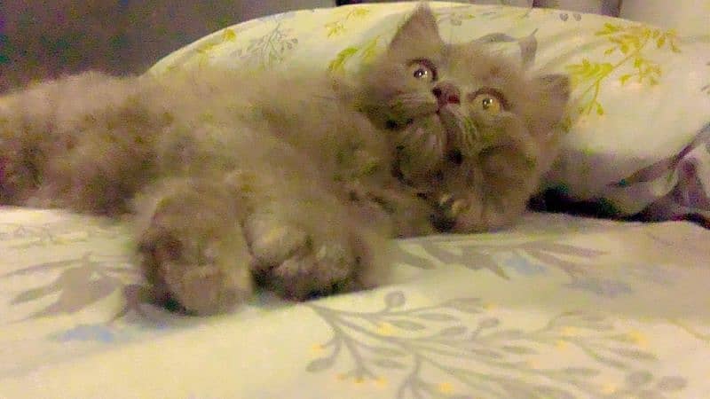 lMale Persian Kittenl 50 days age 4
