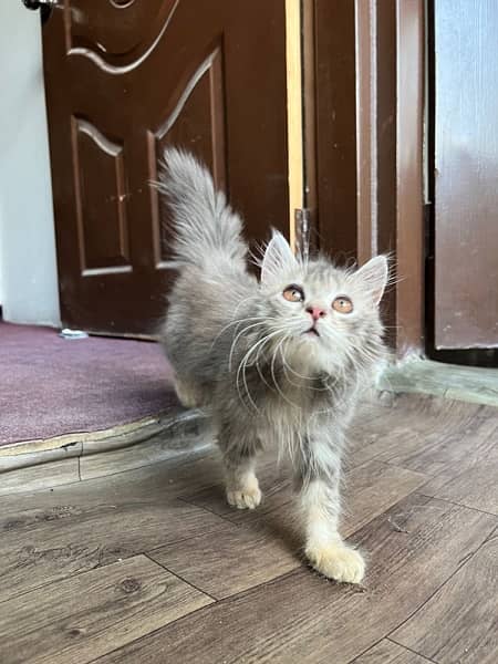 gray persian punch kitten 0