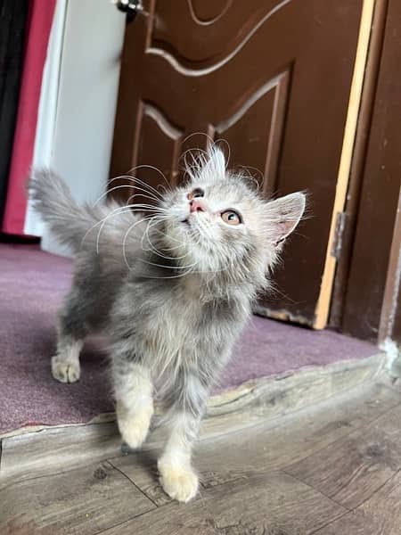 gray persian punch kitten 1