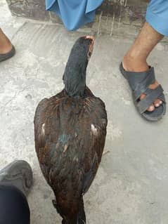 Amroha Aseel female For Sale