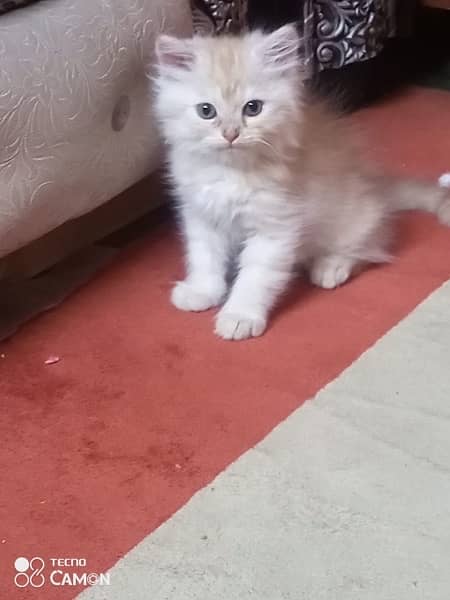 persian kittens 1