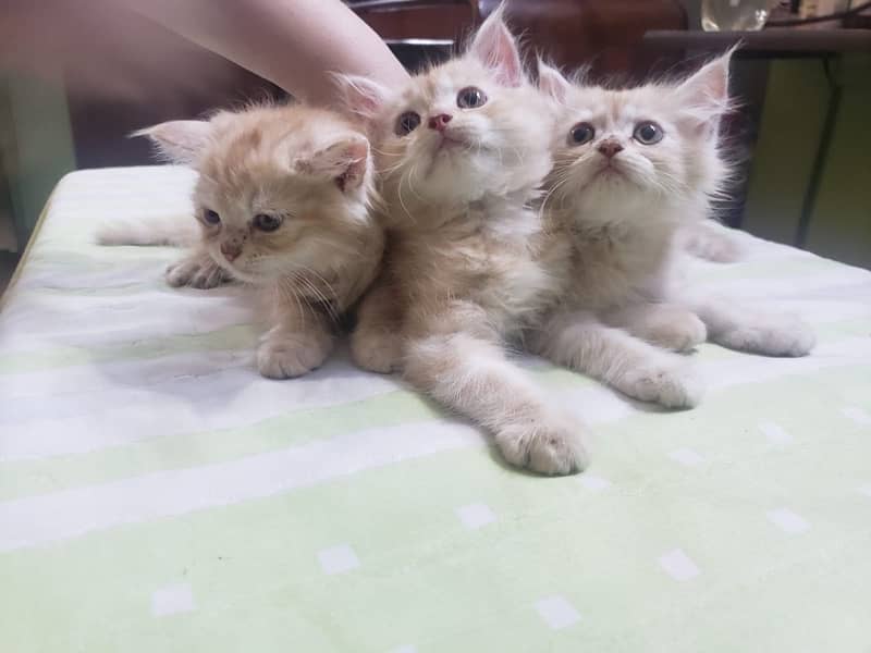 persian kittens 3