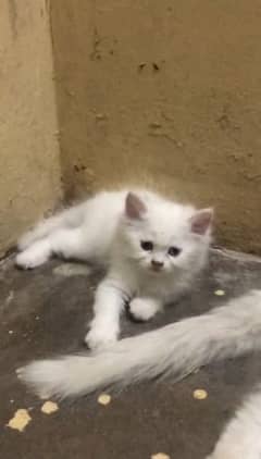 Persian Fluffy baby kitten