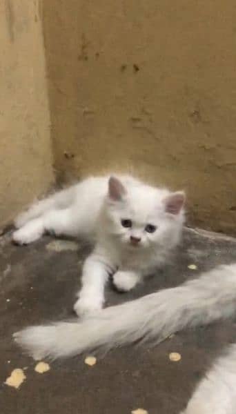 Persian Fluffy baby kitten 1